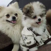 واگذاری سگ پامرانین خرسی خالص