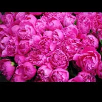 نهال گل محمدی|گل و گیاه طبیعی|مشهد, فرخد|دیوار