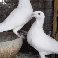 کله اسبی دنش.سینه.راعبی.یهودی|پرنده|یزد, |دیوار