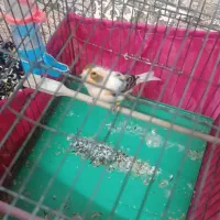 قناری ابلغ نر|پرنده|ری, تقی آباد|دیوار