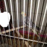 عروس هلندی نرو ماده نر سخنگو معاوضه با کفتر یا....|پرنده|فریدونشهر, |دیوار