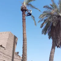 بریدن نخل قطع نخل حرس نخل سمپاشی در آوردن ریش نخل|خدمات باغبانی و درختکاری|اهواز, نادری|دیوار