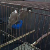 سهره اهوازی