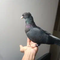 کفتر زاغ دستی|پرنده|اردکان, |دیوار