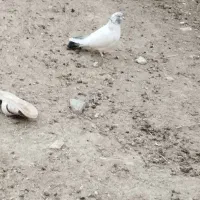 کفتر|پرنده|نورآباد, |دیوار