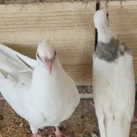 کبوتر به قیمت مفت کشتنی