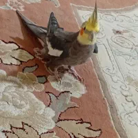 عروس هلندی سیامون سخنگو
