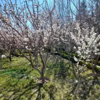 استخدام مربی حرفه اموزی