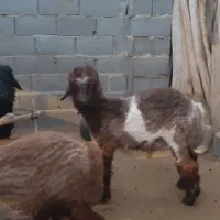 فروش ۴تا بره قوچی جنس درجه یک داشتی