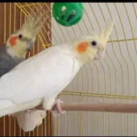 عروس هلندی مولد