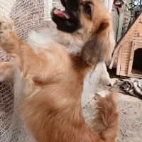 سگ پا کوتاه پیکینیز