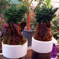 گلهای طبیعی|گل و گیاه طبیعی|قزوین, |دیوار