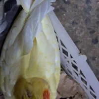 طوطی عروس سرلاکی|پرنده|بابل, |دیوار