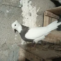 کبوتر طوقی|پرنده|گله دار, |دیوار