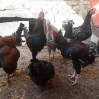 خروس رسمی|حیوانات مزرعه|رباط‌کریم, الارد|دیوار