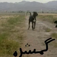 این سگ گم شده|سگ|سبزوار, ابارش|دیوار
