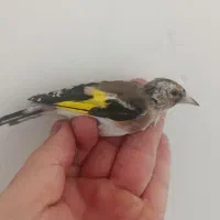 جوجه
