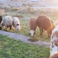 میش درشت  نژاد دار برای نگهداری|حیوانات مزرعه|بردسیر, |دیوار