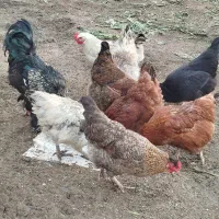 فروش تخم نطفه دار۱۰۰ درصددورگه