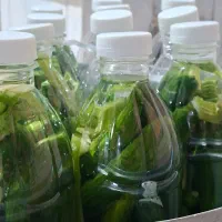 فروش خیارشور فله ای