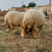 گوسفند ماده|حیوانات مزرعه|سوسنگرد, |دیوار