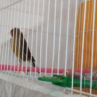 قناری نر مست خون|پرنده|گلمکان, |دیوار