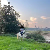 فروش اسب نریان|اسب و تجهیزات اسب‌سواری|گلوگاه بابل (گلیا), |دیوار