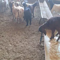 بیس عدد بزغاله سالم به ضمانت