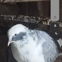 کفتر پرشی|پرنده|قرچک, شهرک الحدید|دیوار