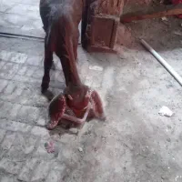 بز عربی برای فروش