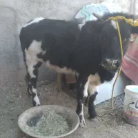 ۲راس گوساله ماده گیلدورگ و دورگ بومی