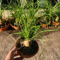 گل لیندا بونسای|گل و گیاه طبیعی|رشت, بیجارپس|دیوار