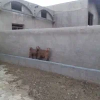 ۲تابزغاله ماده