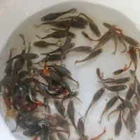 ماهی گوپی فقط 10