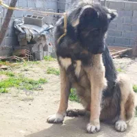 سگ سرابی ذات قدیم قد ۹۰|سگ|آشخانه, |دیوار