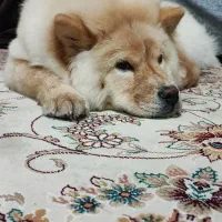 سگ نژاد چاو چاو ۷ ماهه ماده|سگ|اصفهان, بهارستان|دیوار