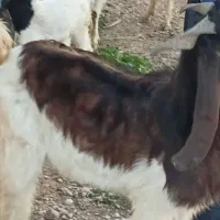 ۵ بز ۲ بیگ ۱بعده|حیوانات مزرعه|شوشتر, |دیوار