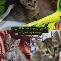 گربه دوماه ماده بدون مادر پیداش کردم