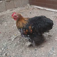 خروس کوشین