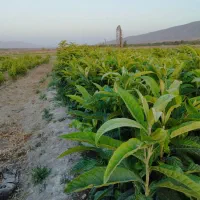 سرو شیراز و نهال مرکبات و سیاه درخت|خدمات باغبانی و درختکاری|شیراز, حومه شیراز|دیوار