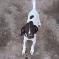 پوینتر آلمان اصیل ۵ماهه ماده به شرط