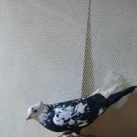 کبوتر|پرنده|شوط, |دیوار