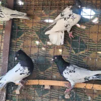 کله سیاه جفتکا|پرنده|مه ولات, |دیوار