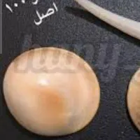 مار اصل
