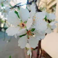 کیف پول ومدارک کارت ملی به نام فاتحی گمشده