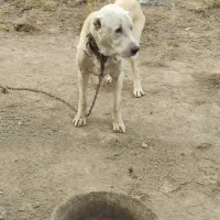 سگ سراب گله گرگرو سگ ژرمن نگهبان|سگ|صوفیان, |دیوار