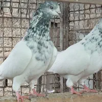 کبوتر. کلدمسبز|پرنده|قائمشهر, |دیوار