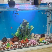 آکواریوم ولوازم وماهی|ماهی|قم, حاج زینل|دیوار