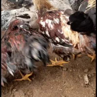 فروش مرغ و خروس