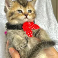 بریتیش ny 25|گربه|کرج, فاز ۱ مهرشهر|دیوار